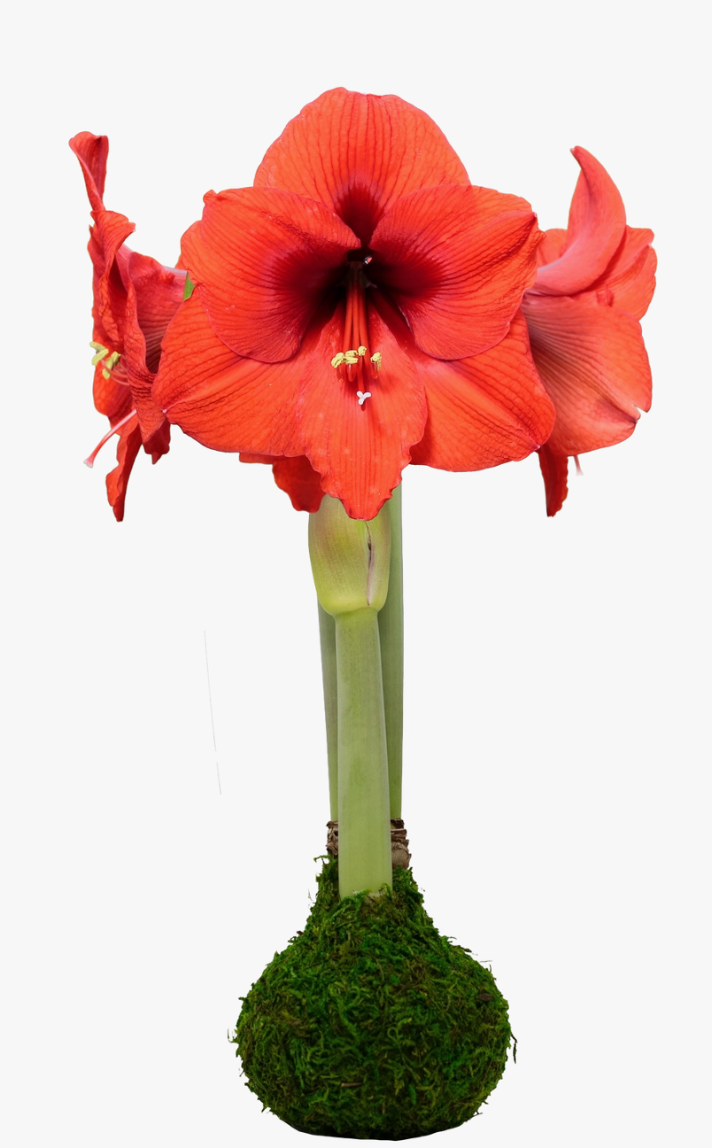 Moss Covered Amaryllis