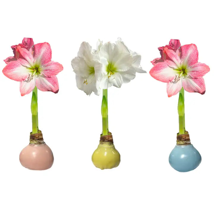 Wax Amaryllis Bulb