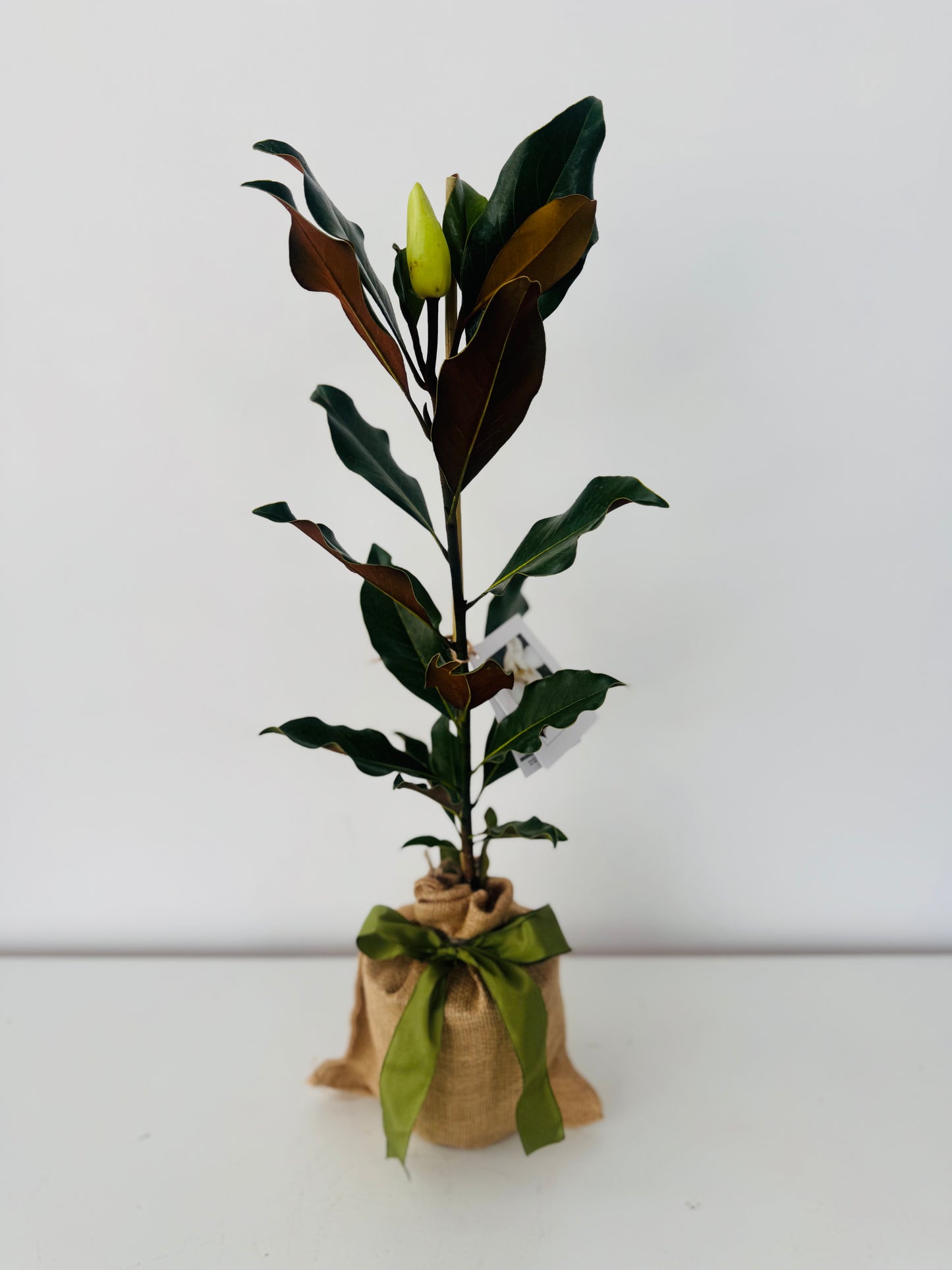 Southern Magnolia Tree